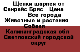 Щенки шарпея от Санрайс Брис › Цена ­ 30 000 - Все города Животные и растения » Собаки   . Калининградская обл.,Светловский городской округ 